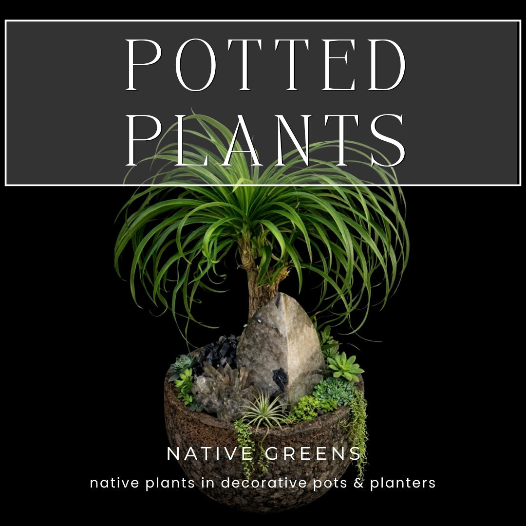 POTTED PLANTS