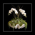 ORCHIDS