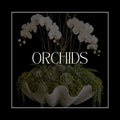 ORCHIDS
