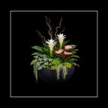 TROPICALS