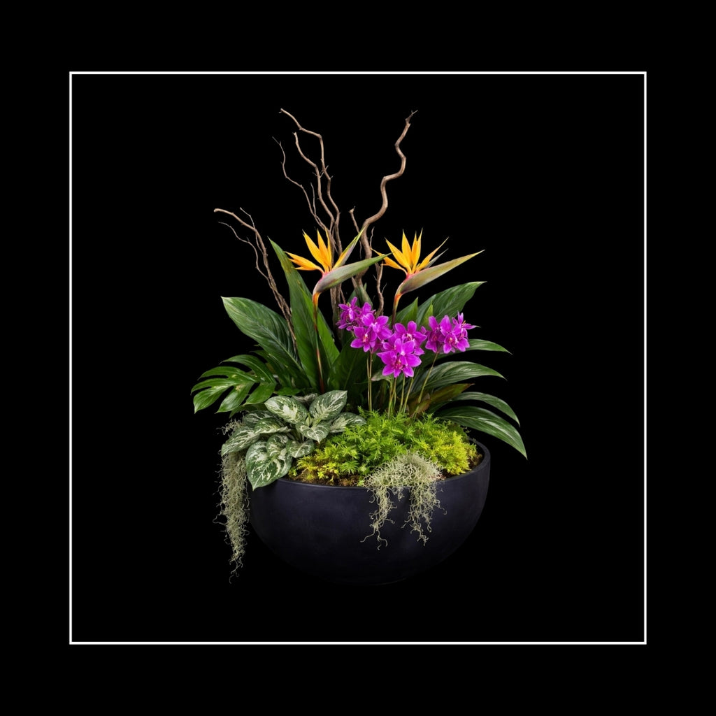 TROPICALS